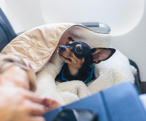 Traveling with Pets 